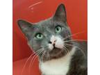 Adopt Billy The Kitty a Domestic Short Hair