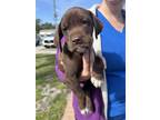 Adopt hooch a Labrador Retriever, German Shorthaired Pointer