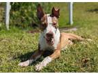 Adopt GROWLITHE a Pit Bull Terrier, Boxer