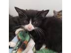 Adopt Puddles a Domestic Short Hair