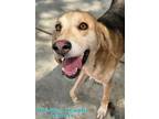 Adopt OBI-WAN KENOBI a Treeing Walker Coonhound, Mixed Breed