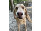 Adopt OBI-WAN KENOBI a Treeing Walker Coonhound, Mixed Breed