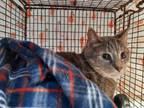 Adopt DESI a Domestic Short Hair