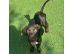 Adopt Slater a German Shorthaired Pointer