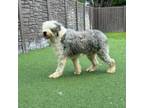 Adopt Negan 3504 a Old English Sheepdog