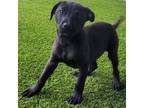 Adopt Amaretto Sour a Black Labrador Retriever