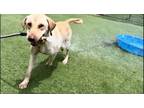 Adopt Woody a Yellow Labrador Retriever