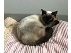 Adopt Dexter a Siamese