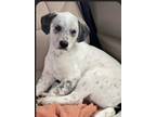 Adopt Yeti a Australian Cattle Dog / Blue Heeler