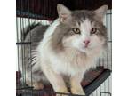 Adopt Oliver Twist a Domestic Long Hair