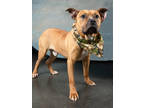 Adopt Carl a Pit Bull Terrier, Mixed Breed