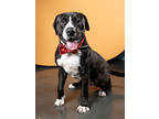 Adopt Lou a Pit Bull Terrier, Mixed Breed