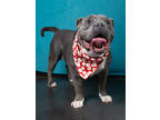 Adopt Low a Staffordshire Bull Terrier