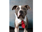 Adopt Moe a Pit Bull Terrier, Mixed Breed