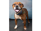 Adopt Bagel a Pit Bull Terrier, Mixed Breed
