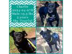 Adopt 2024-04-078 *Charlie* a Terrier