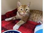 Adopt Sol -ADOPTED a Domestic Short Hair