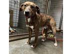 Adopt Curly a Mountain Cur