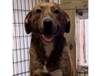 Adopt Curly a Mountain Cur