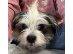 Adopt Stewart Suavely a Shih Tzu