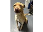 Adopt 24-04-1129 Torro a Pit Bull Terrier