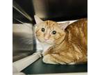 Adopt Pookie a Domestic Short Hair