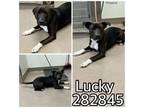Adopt LUCKY a Mixed Breed