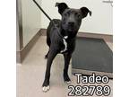 Adopt TADEO a Mixed Breed