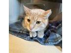 Adopt Fox a Domestic Short Hair