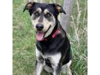 Adopt Moose a Husky, Labrador Retriever