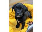 Adopt Stanley Yelnats a Golden Retriever, Cattle Dog