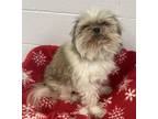 Adopt Ivan a Shih Tzu, Mixed Breed