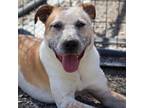 Adopt Benji a Cattle Dog, Mixed Breed