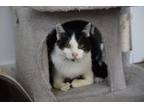 Adopt Spooky a Domestic Short Hair