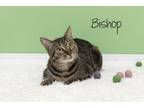 Adopt Bishop a Domestic Short Hair
