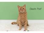 Adopt Cheeto Poof a Domestic Short Hair