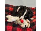 Adopt Cole a Border Collie, Labrador Retriever