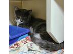 Adopt Sky a Domestic Short Hair