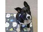 Adopt Griffin a Border Collie