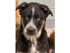 Adopt PETER PARKER a Siberian Husky, Mixed Breed