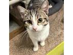 Adopt Cedric - Petsmart Belleville a Domestic Short Hair