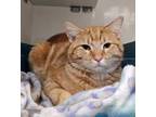 Adopt Theon a Domestic Short Hair