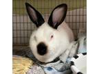 Adopt George a Californian, Bunny Rabbit