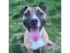 Adopt ARIES a Boxer, Mixed Breed