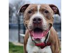 Adopt ROMAN a Pit Bull Terrier, Mixed Breed