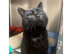 Adopt Cadbury a Domestic Short Hair