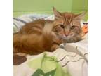 Adopt Barley Corn a Domestic Long Hair