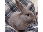 Adopt Apple Fritter a American, Flemish Giant