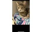 Adopt Jett a Domestic Short Hair