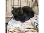 Adopt Gilbert a Domestic Short Hair